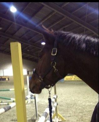 Dansk Varmblod Kronborgdiges Flika. ( låne hest) billede 2