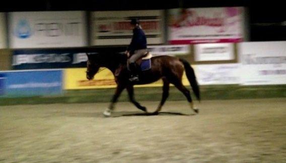 Dansk Varmblod Kronborgdiges Flika. ( låne hest) billede 4