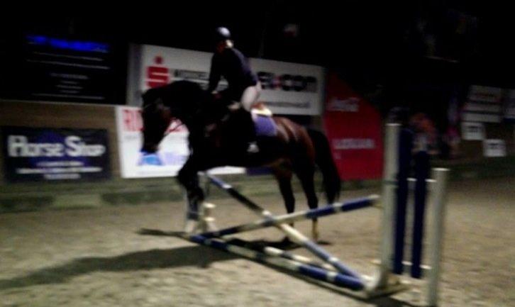 Dansk Varmblod Kronborgdiges Flika. ( låne hest) billede 5