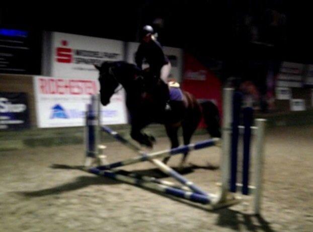 Dansk Varmblod Kronborgdiges Flika. ( låne hest) billede 6