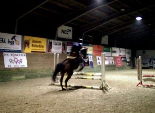 Dansk Varmblod Kronborgdiges Flika. ( låne hest) billede 7