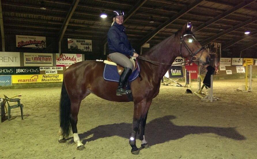 Dansk Varmblod Kronborgdiges Flika. ( låne hest) billede 9