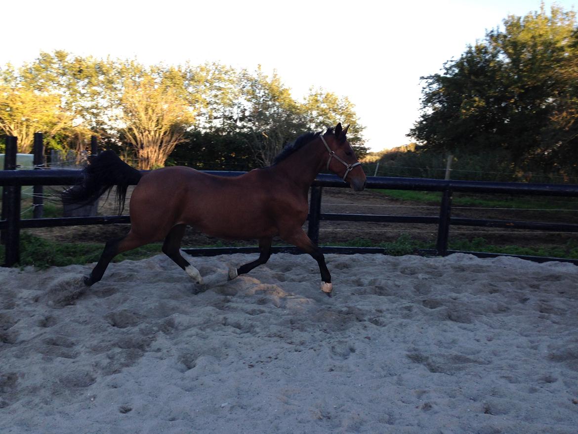 Hannoveraner Don Magic billede 25