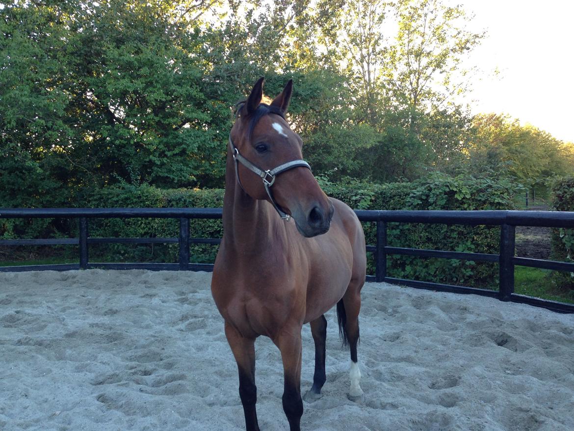 Hannoveraner Don Magic billede 26