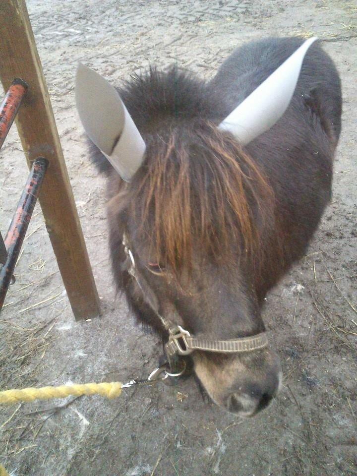 Shetlænder Sir Lancelot - Lance afprøver sine æsel ører. Han var udlånt som æsel til en krybbespil. Det var ikke et hit hos ham :-( billede 2