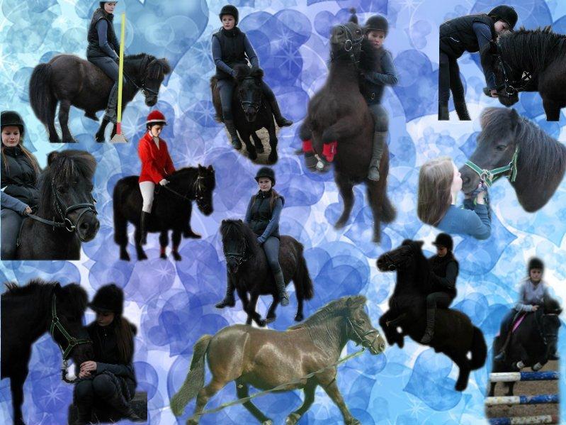 Shetlænder Charlie - Et billede jeg selv har lavet billede 2