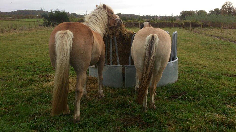 Haflinger Bella - Frøgræs på vinterfolden nam.. billede 11