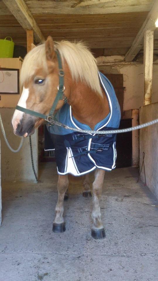 Haflinger Bella - Med sit nye dækken billede 12