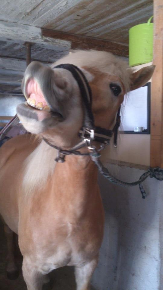 Haflinger Bella - Smill billede 14