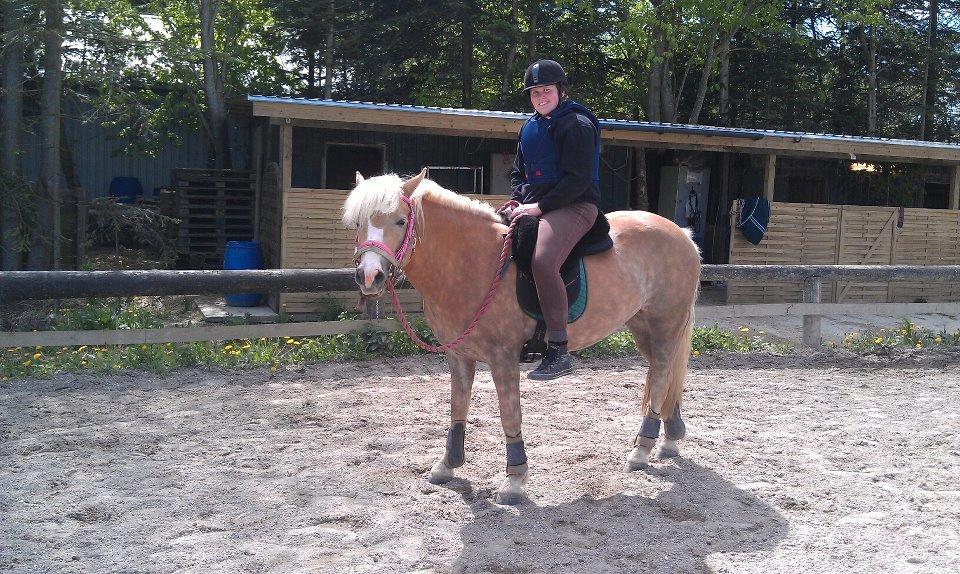 Haflinger Bella - Tilridningen 2012 billede 10
