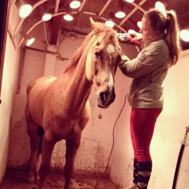 Holstener Le Poul billede 13