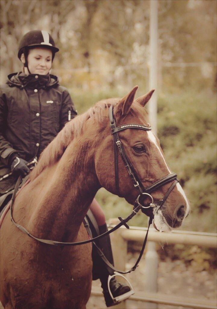 Holstener Le Poul billede 15