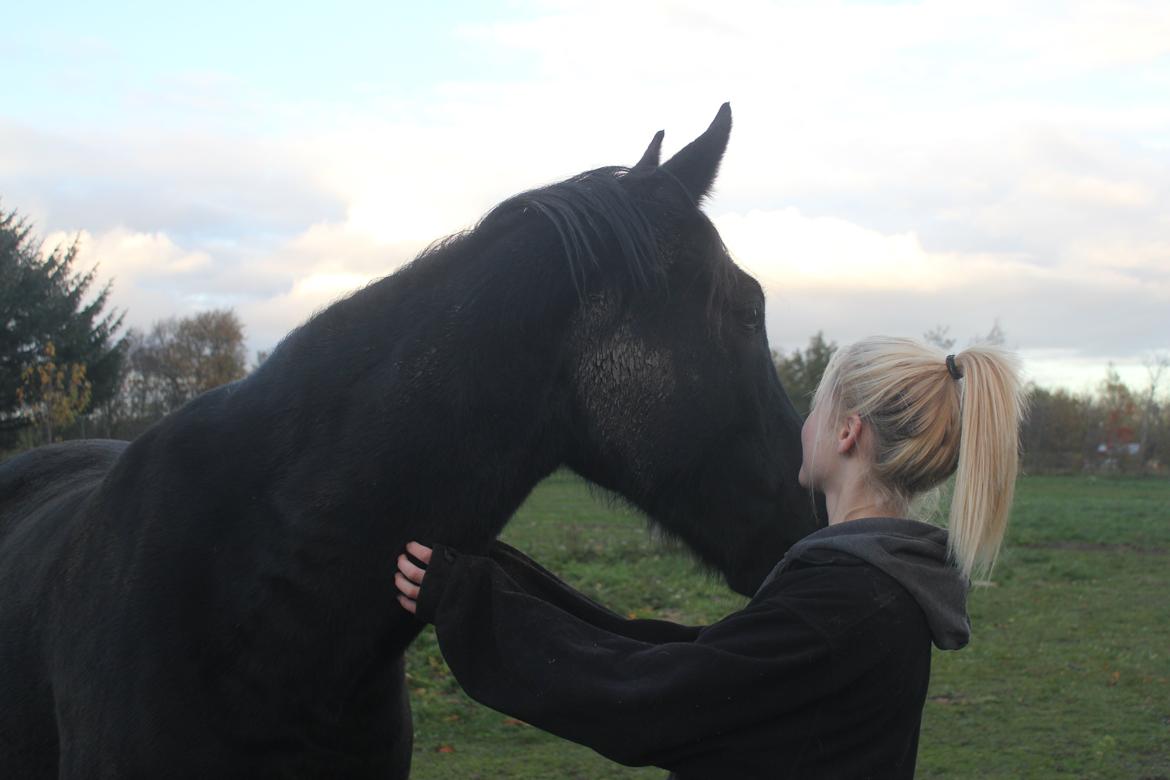 Anden særlig race MartiniQue, ^^min savnede hest - ååh, min dreng<3 billede 27