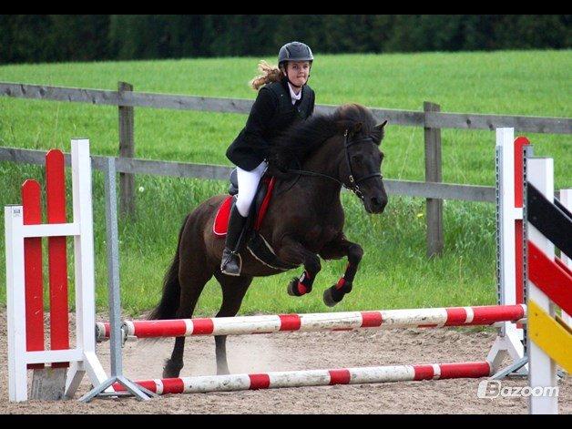 Islænder Gæfa fra Hejelte  - LB 2013  billede 6