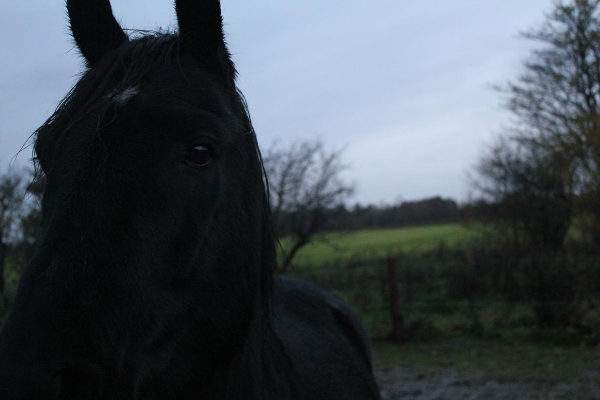 Anden særlig race MartiniQue, ^^min savnede hest - a big, black beauty<3 billede 30