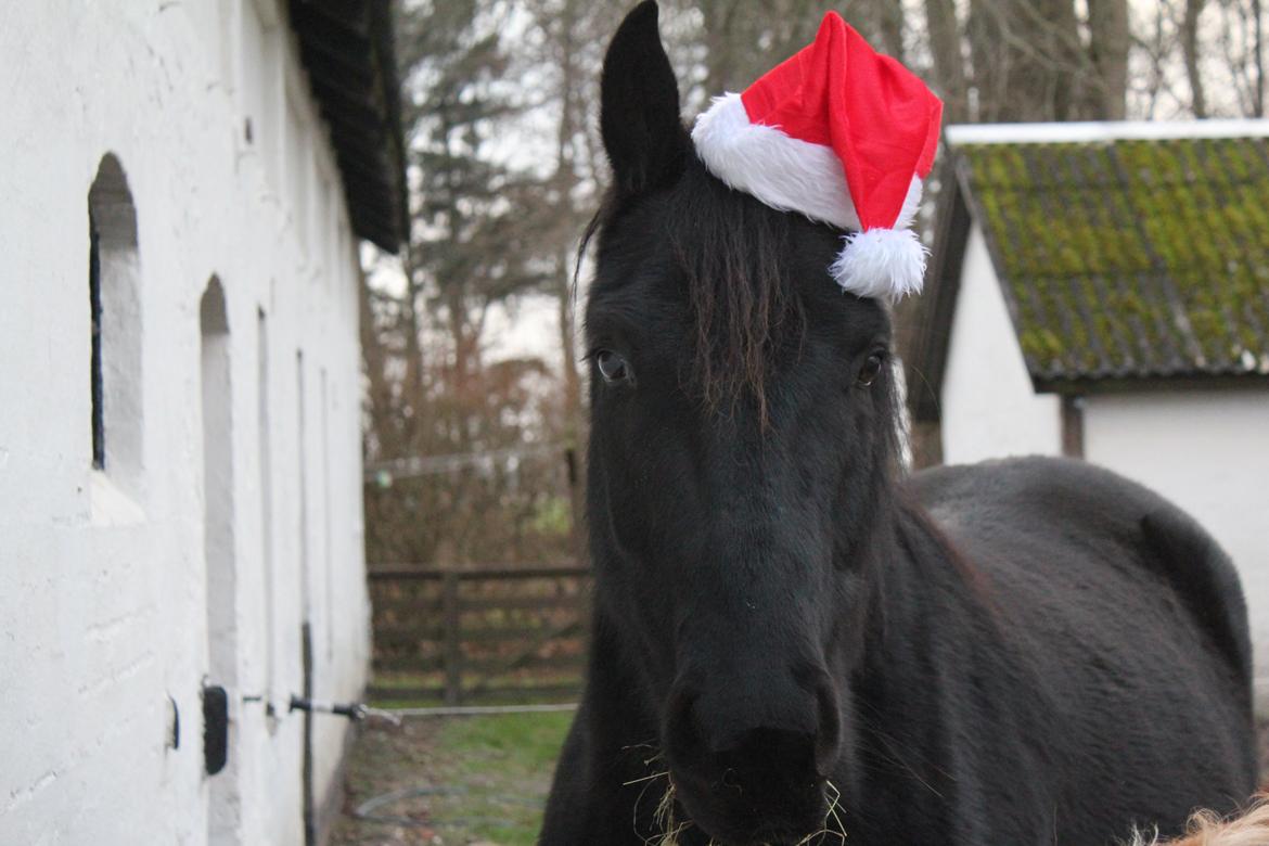 Anden særlig race MartiniQue, ^^min savnede hest - my christmas horse!<3
- 11 december 2013 billede 5