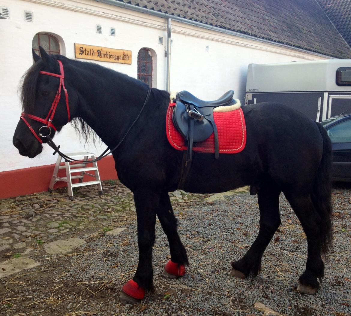 Frieser Kashmir Toustrup billede 14