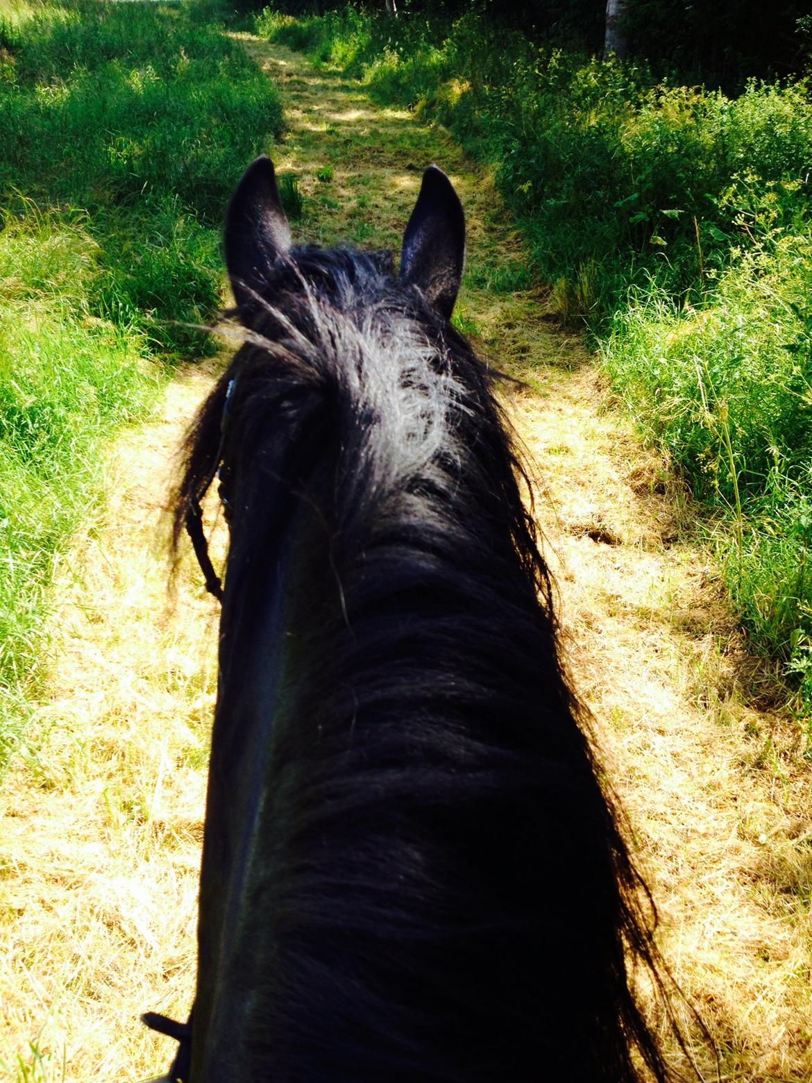 Frieser Kashmir Toustrup - Vil altid huske vores ture :,* <3  billede 16