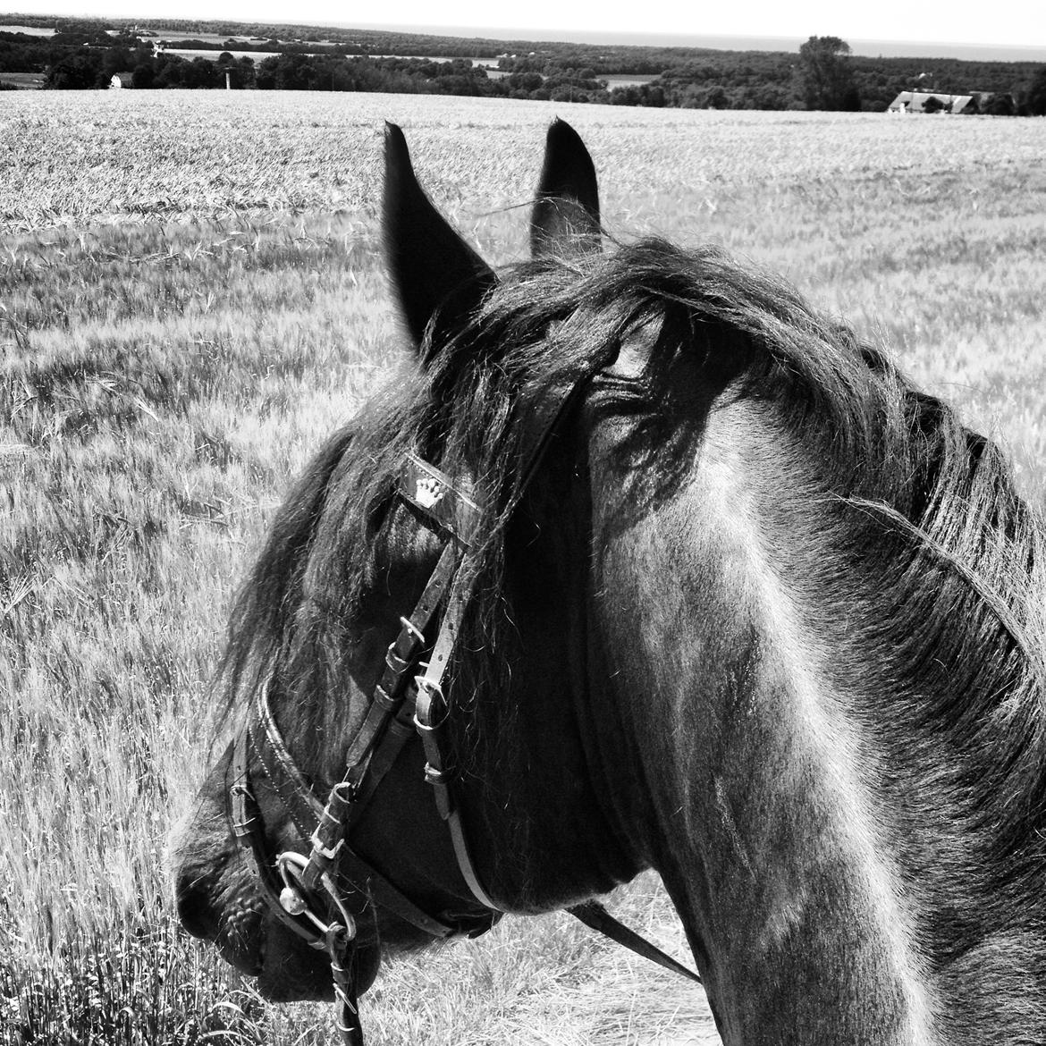 Frieser Kashmir Toustrup billede 17