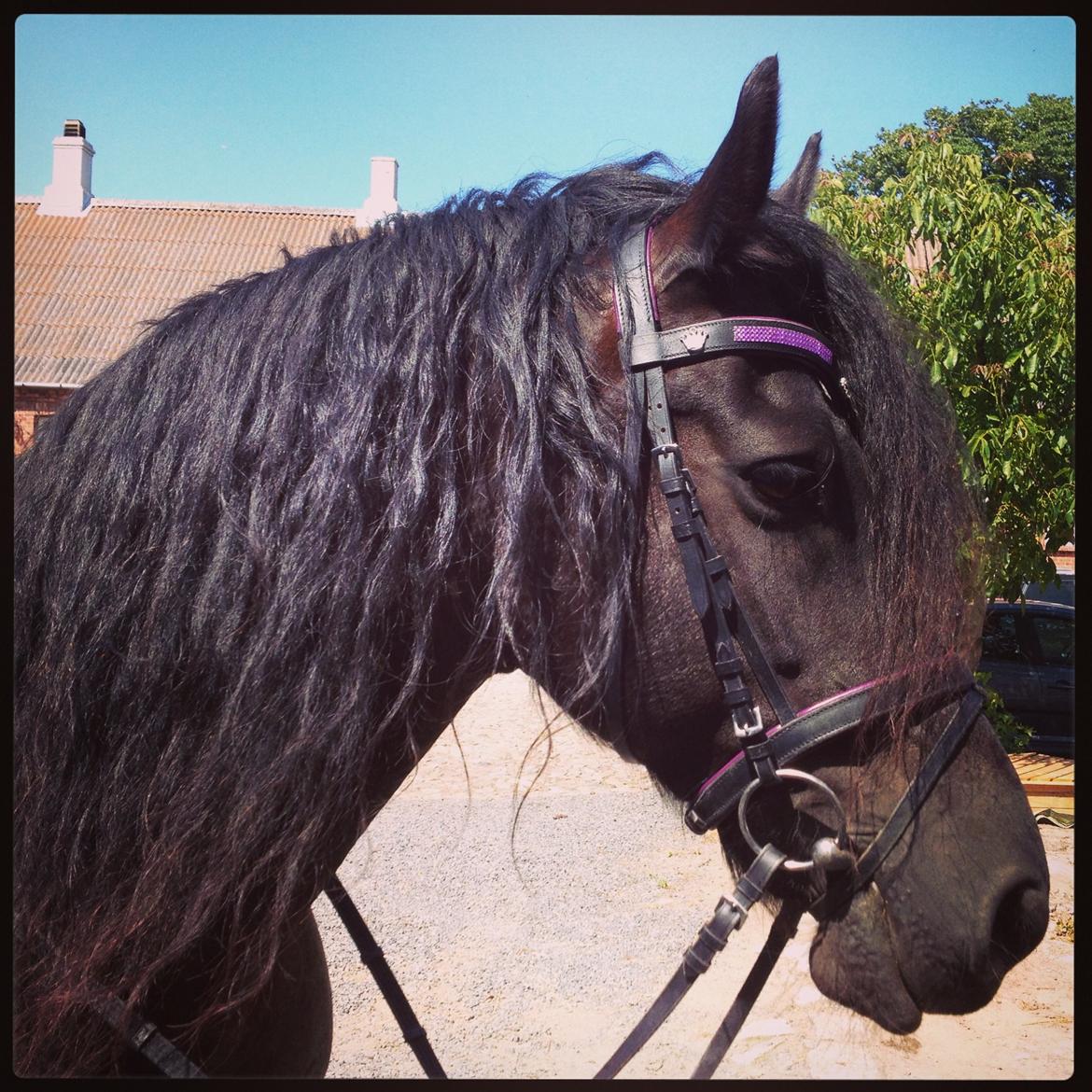 Frieser Kashmir Toustrup billede 18