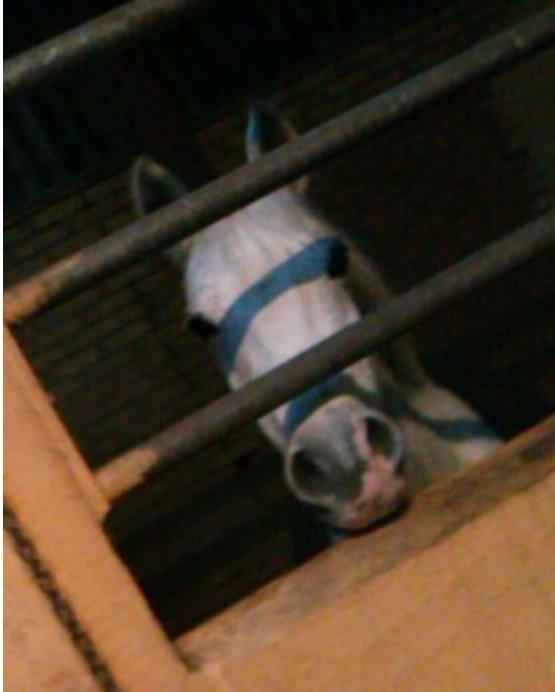 DSP Madeleine - Fyldt med nysgerrighed <3<3<3 billede 4