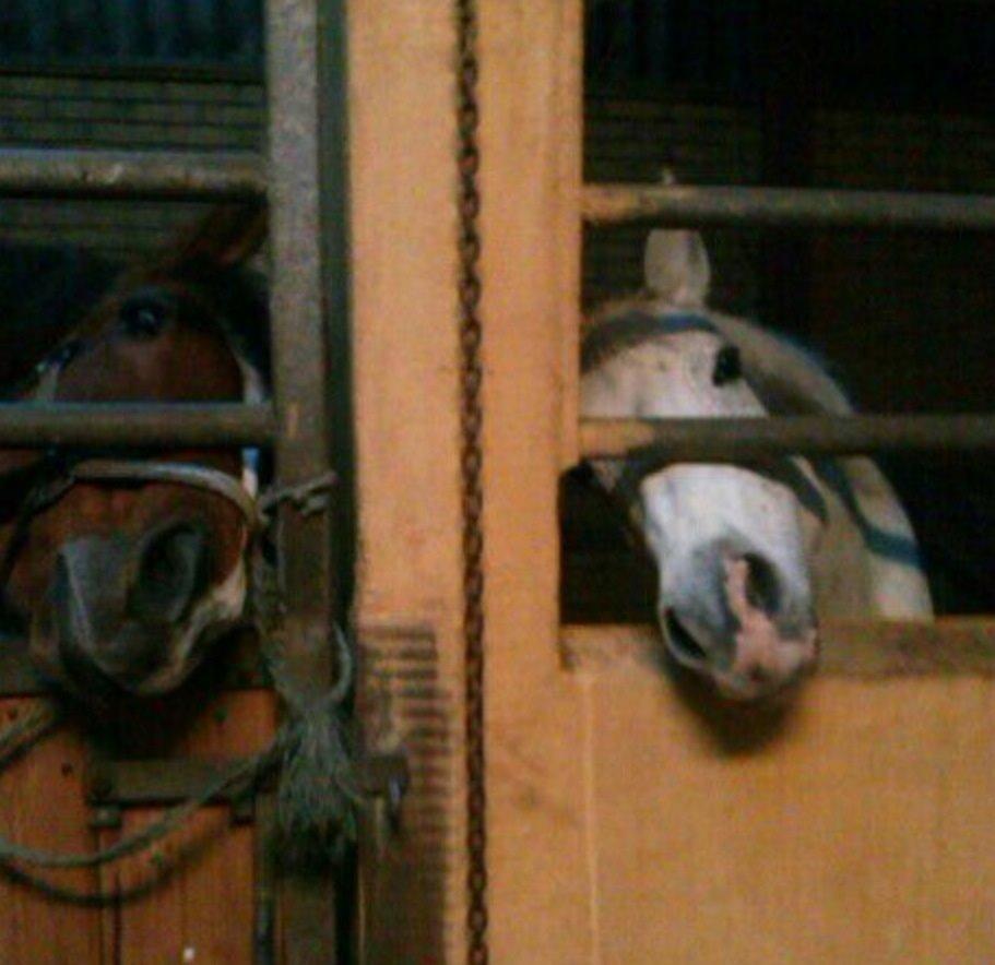 DSP Madeleine - Cocio&Maddy<3 billede 5