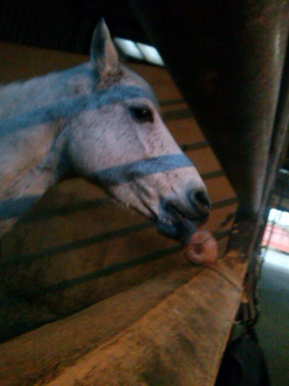 DSP Madeleine - Nutted! billede 6