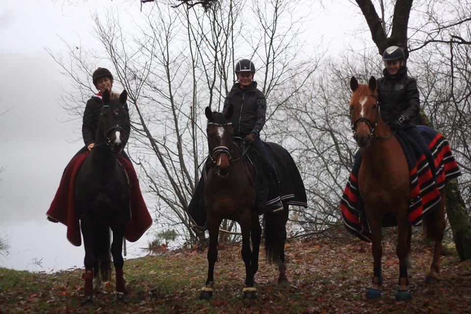 Holstener Figaro af Tjørnely billede 22