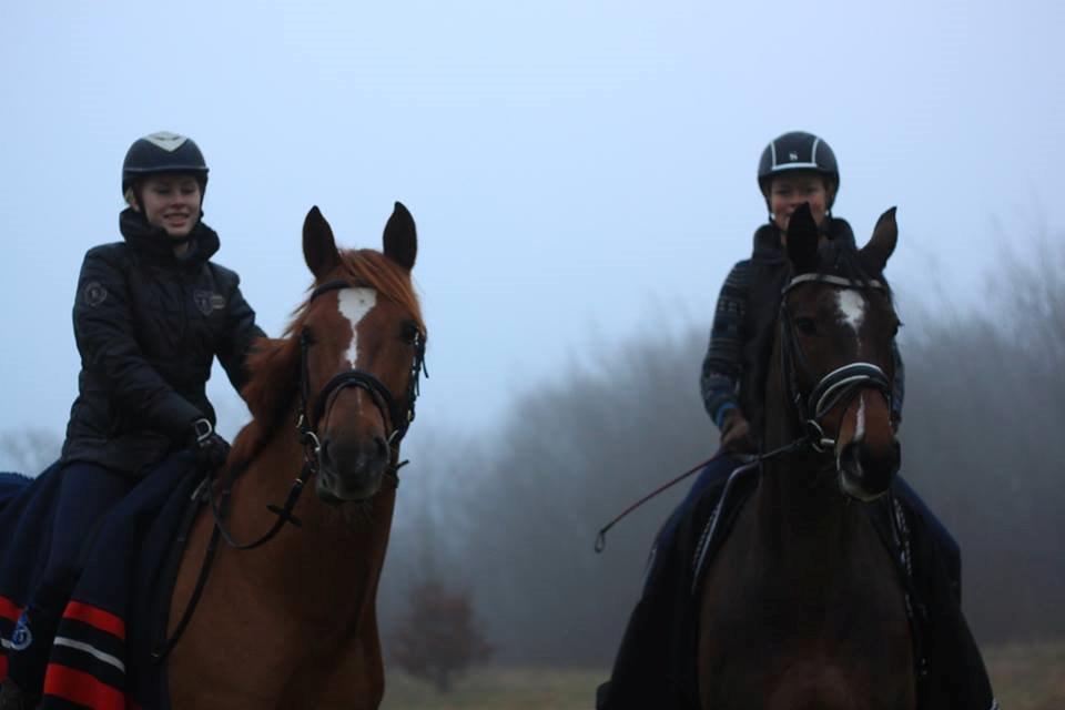Holstener Figaro af Tjørnely - Roomie foto :D  billede 23