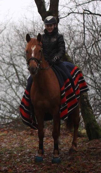 Holstener Figaro af Tjørnely billede 25