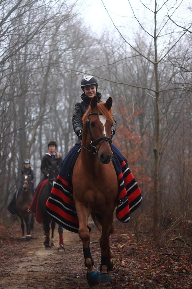 Holstener Figaro af Tjørnely - Læks lille hesti :') <3
 billede 26