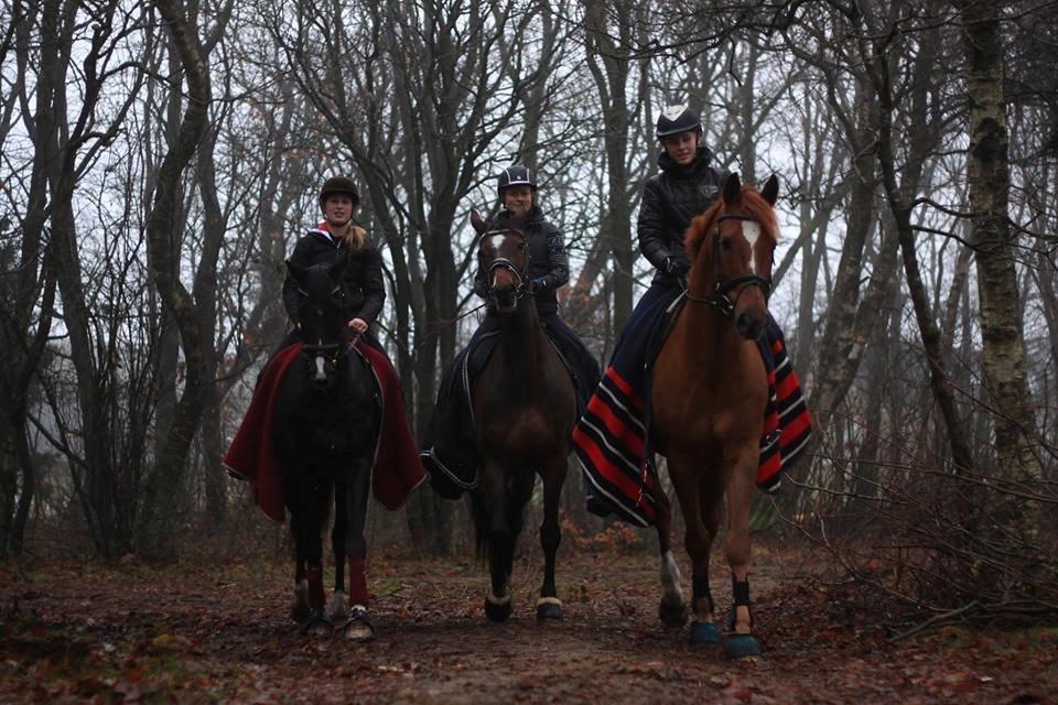 Holstener Figaro af Tjørnely billede 27