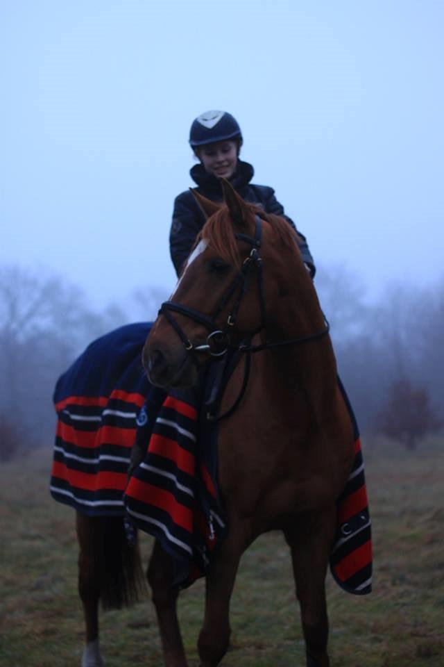 Holstener Figaro af Tjørnely - Han er simpelthen den bedste <3 Ooooog så se lige en lækkermås han er ;) <3 billede 28