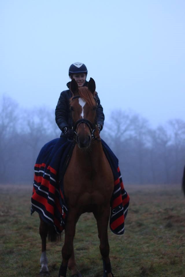 Holstener Figaro af Tjørnely billede 29