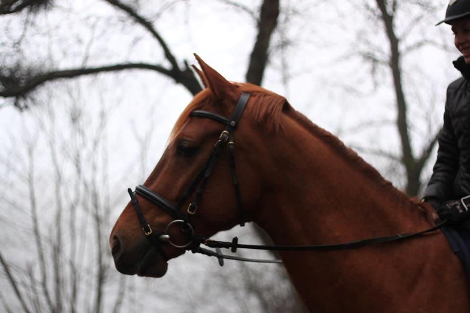 Holstener Figaro af Tjørnely - Elsker virkelig den hest her :-* Han er så lærenem og han acceptere så mange nye ting <3 Han er noget af det bedste i mit liv <3 <3 billede 30