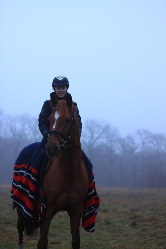 Holstener Figaro af Tjørnely billede 31