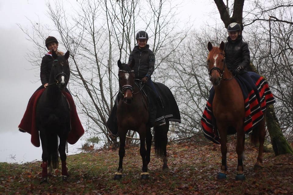 Holstener Figaro af Tjørnely billede 32