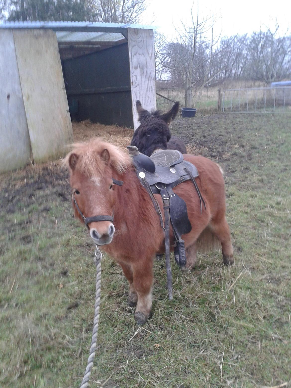 Anden særlig race sambo billede 15