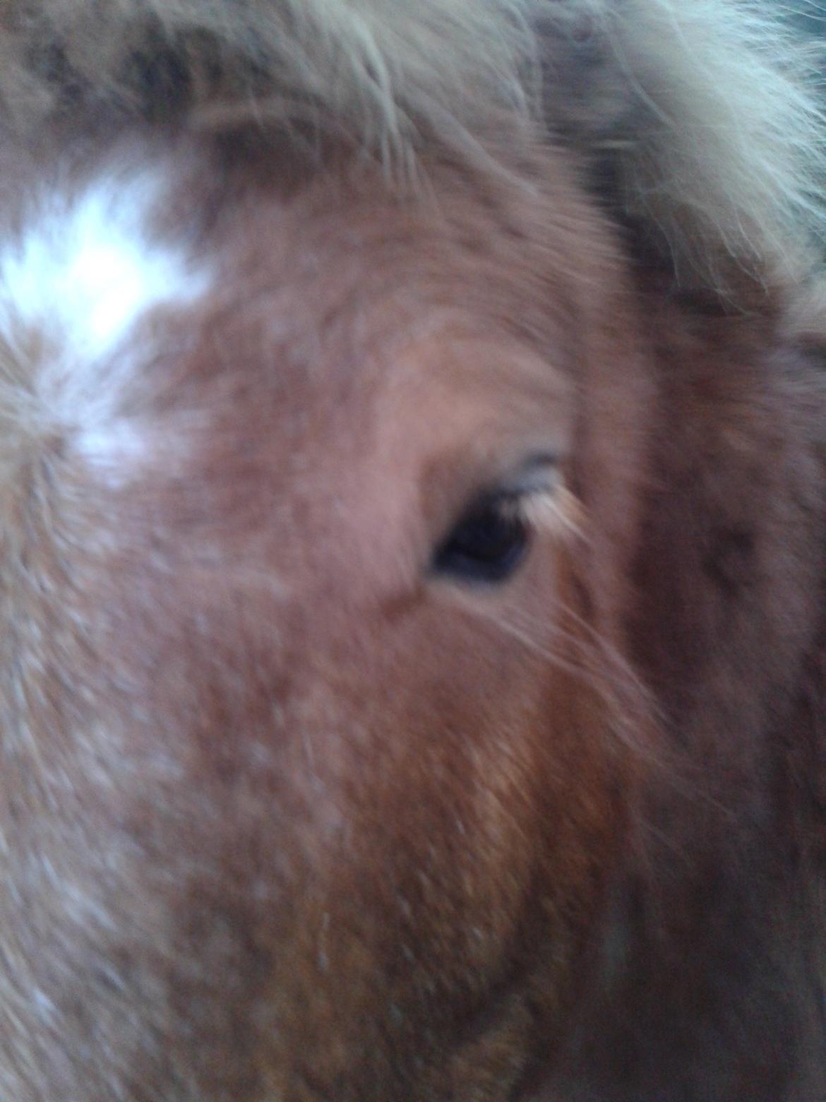 Anden særlig race sambo billede 16