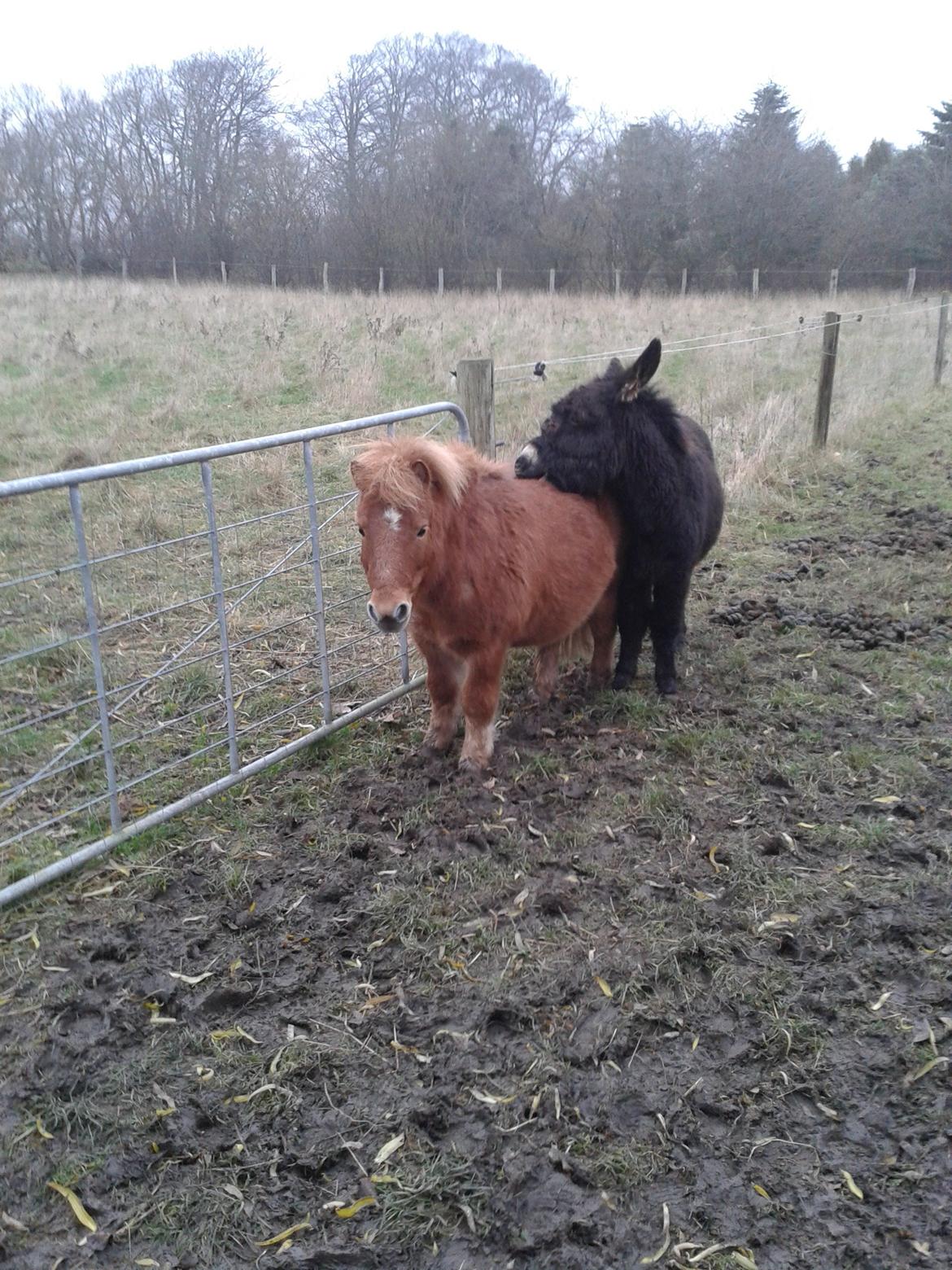 Anden særlig race sambo billede 17