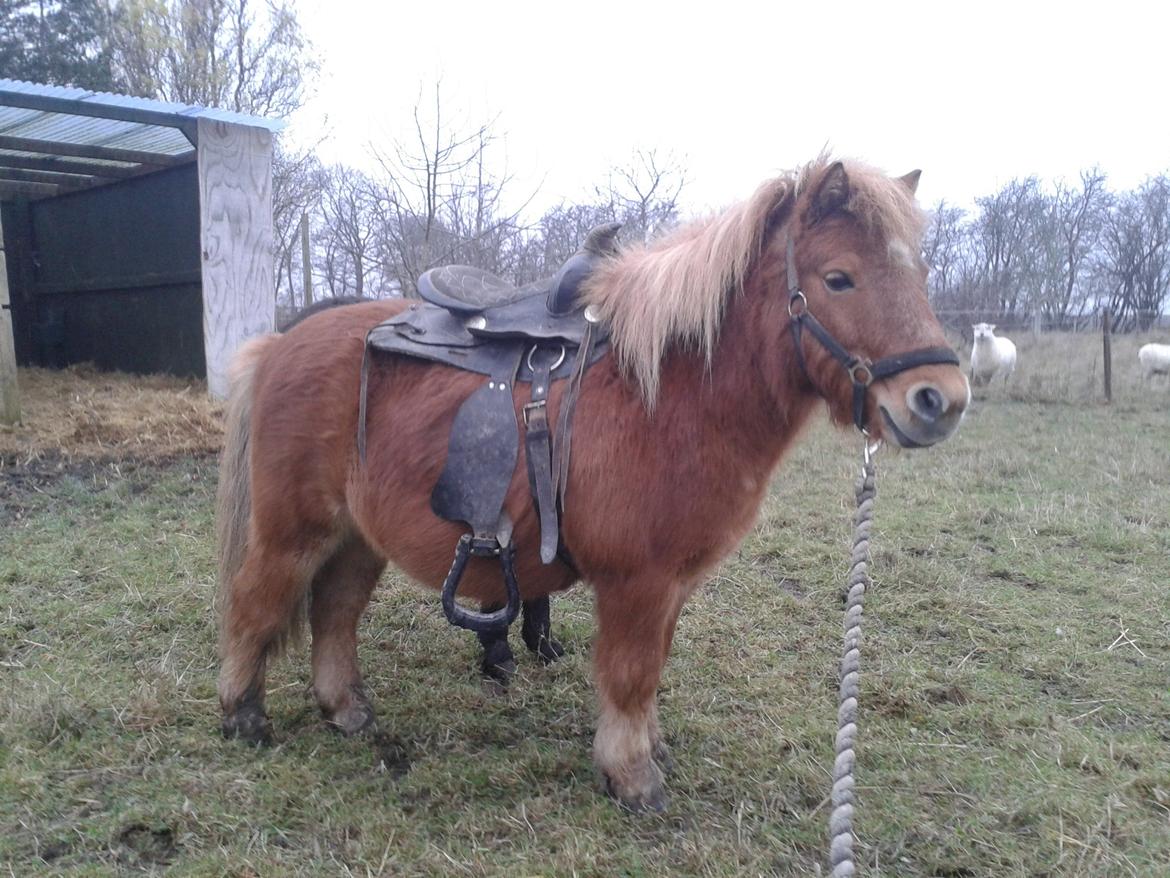Anden særlig race sambo billede 18
