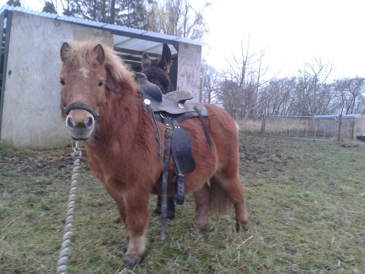 Anden særlig race sambo billede 19