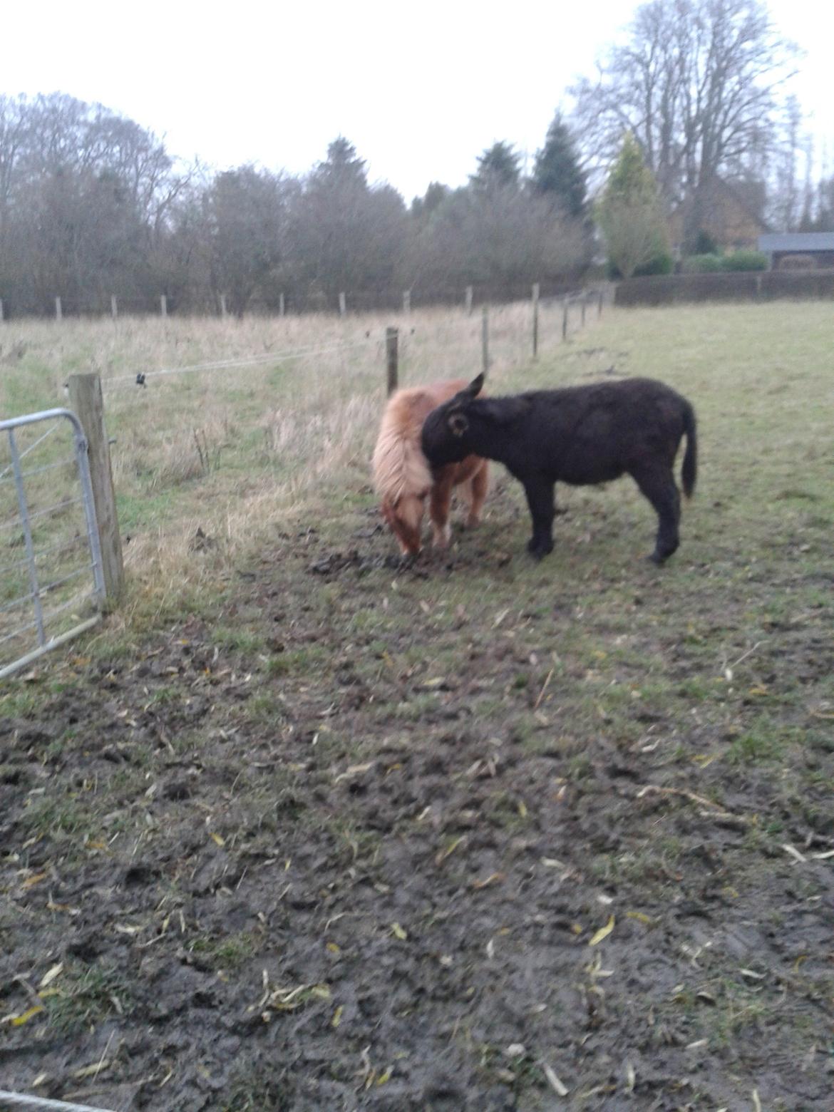Anden særlig race sambo billede 20