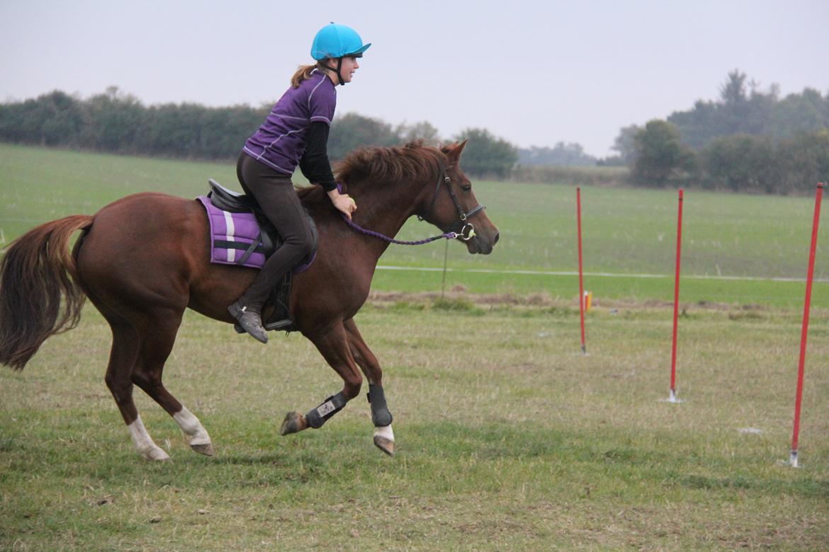 New Forest Tante Sofie billede 3