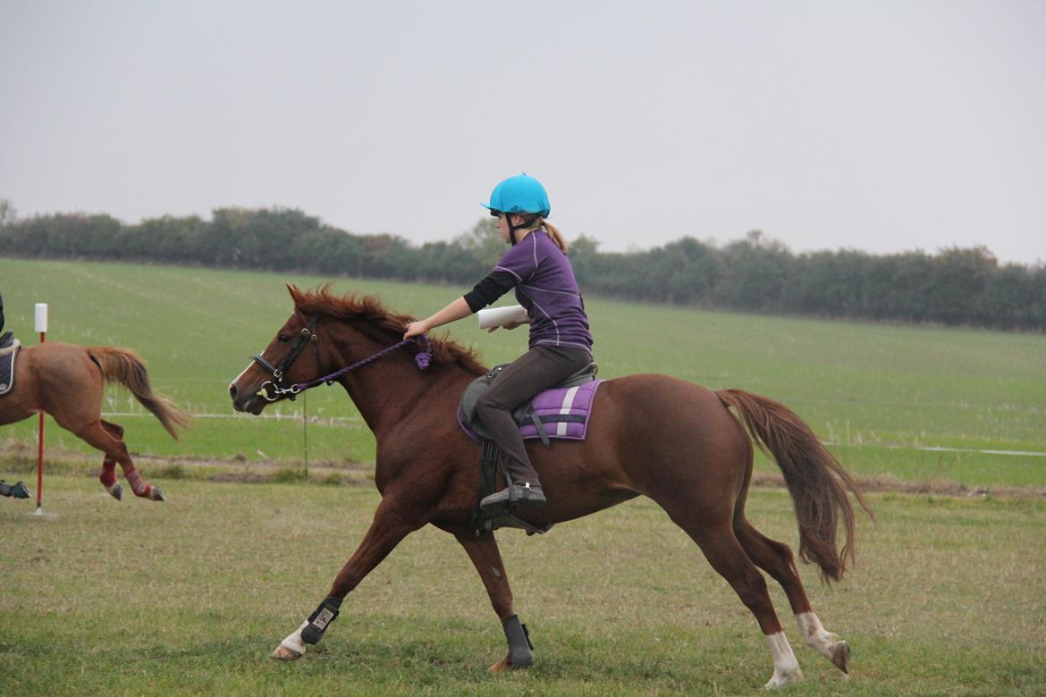 New Forest Tante Sofie billede 4