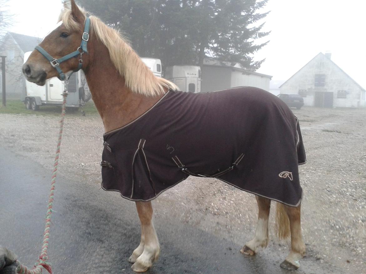 Welsh Cob (sec D) Mr. Roy billede 30