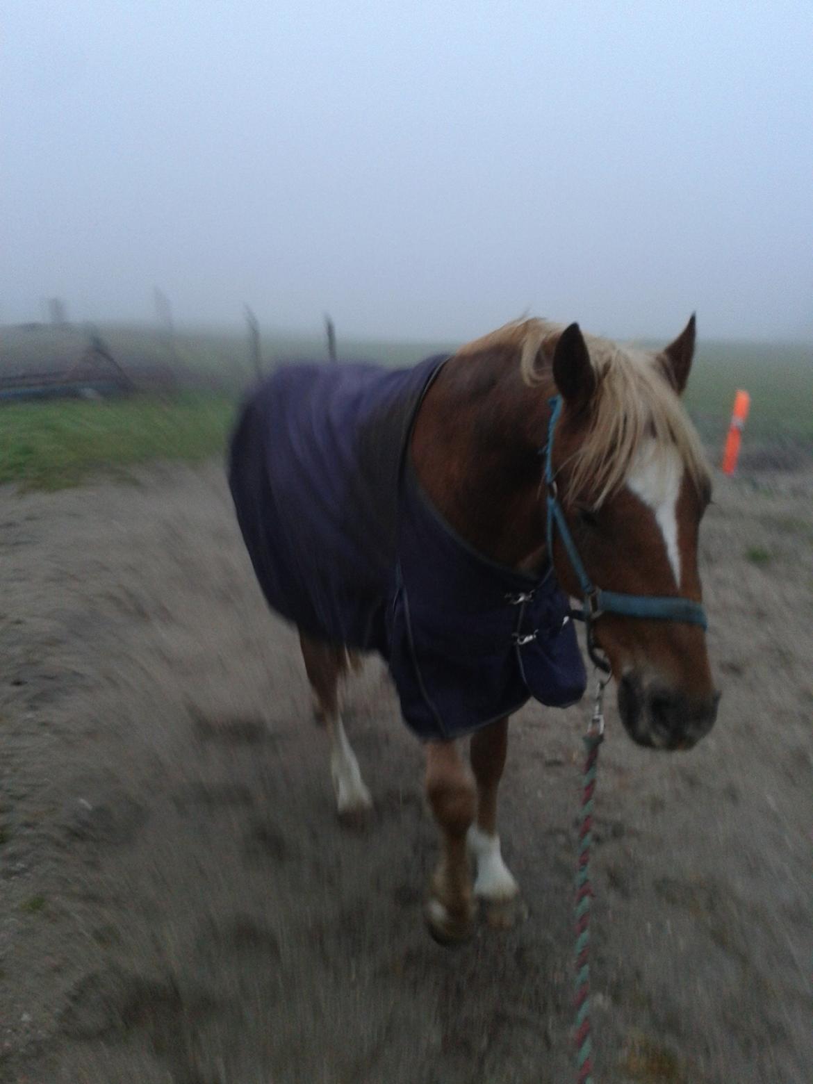 Welsh Cob (sec D) Mr. Roy billede 31