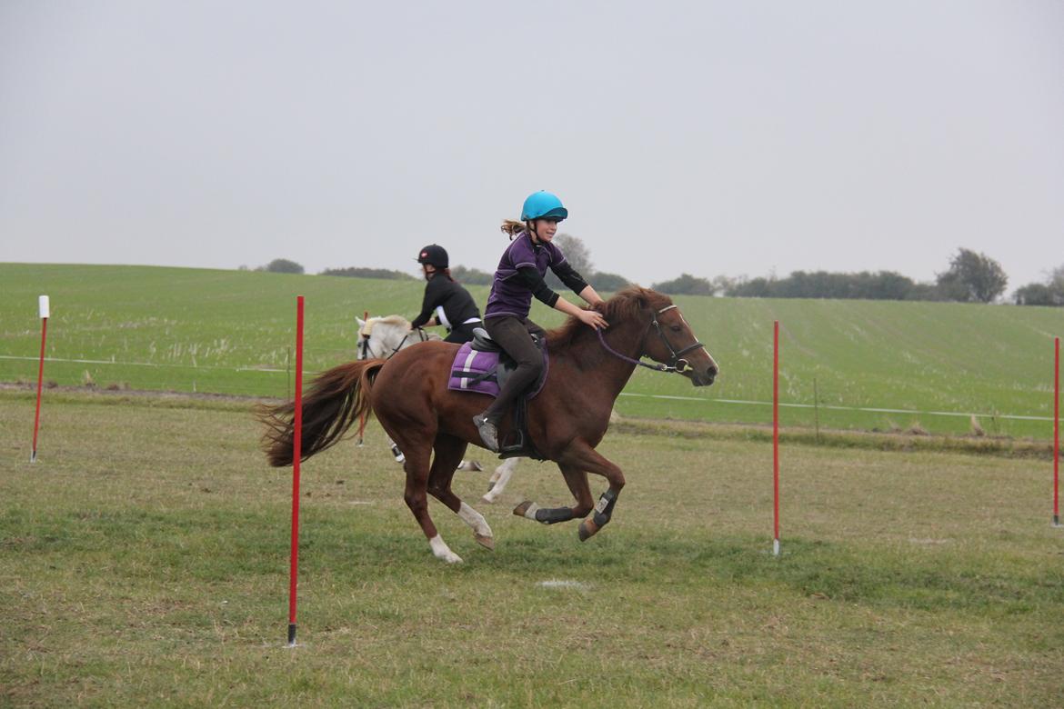 New Forest Tante Sofie - Trunte med fart på ;) billede 1