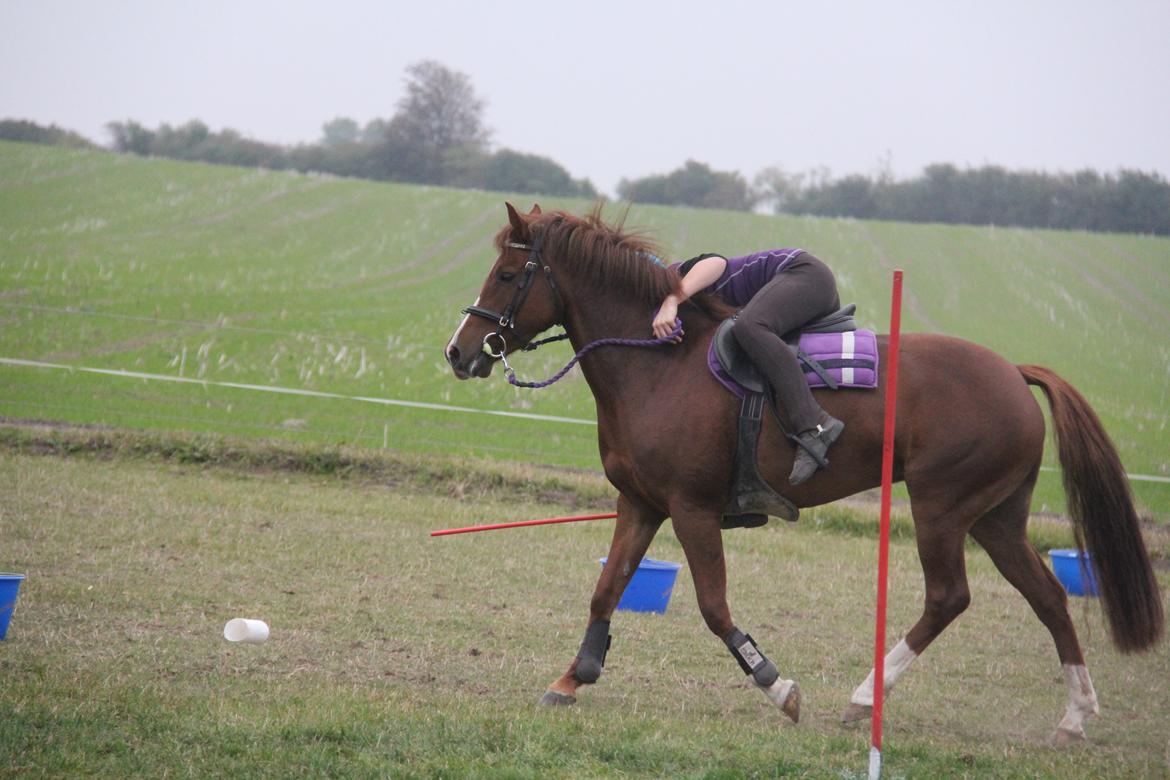 New Forest Tante Sofie billede 5