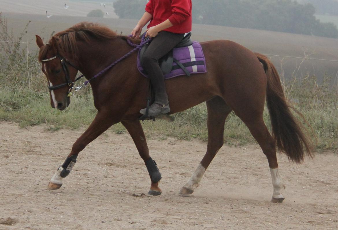 New Forest Tante Sofie - Lidt dressur. billede 7